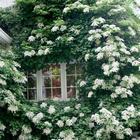 Hydrangea Care & Pruning — Seattle's Favorite Garden Store Since 1924 - Swansons Nursery