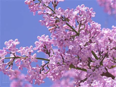 lilac - Flowers Photo (22283252) - Fanpop