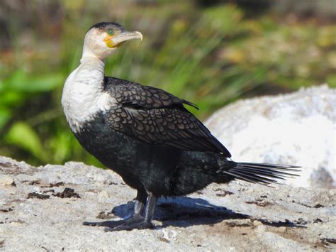 Great Cormorant - eBird