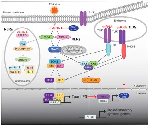 Biomolecules | Special Issue : RNA-Binding Proteins—Structure, Function, Networks and Disease