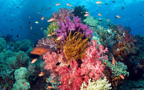 Sunscreen: Protecting You but Harming Coral? | SiOWfa15: Science in Our World: Certainty and ...