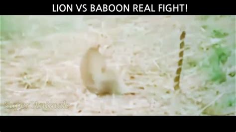 lion vs baboon real fight - YouTube