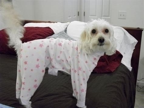 Pajamas For Big Dogs - Big and Small Dog Boutique