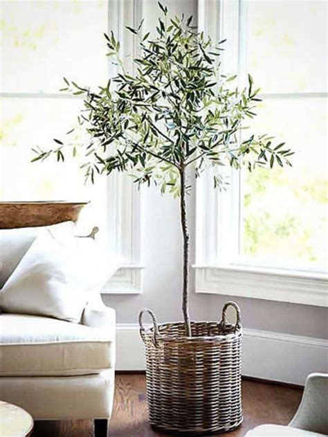 How to Care for Your Olive Tree - Paisley Plants