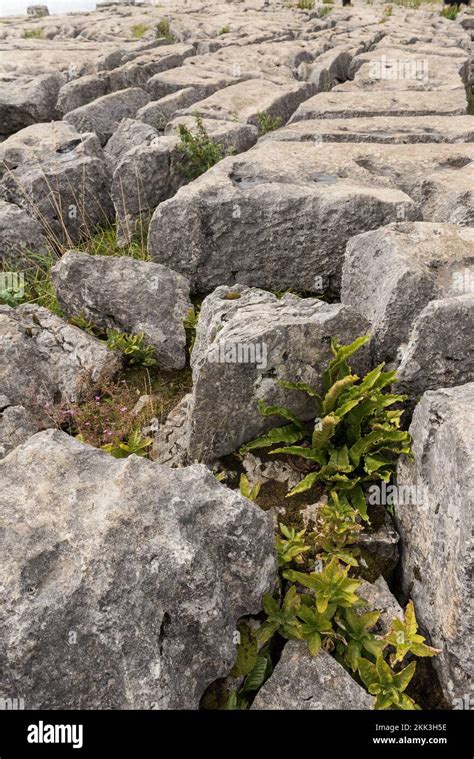 Malham Cove, a fault on the middle Craven Fault,the gaps clints provide ...