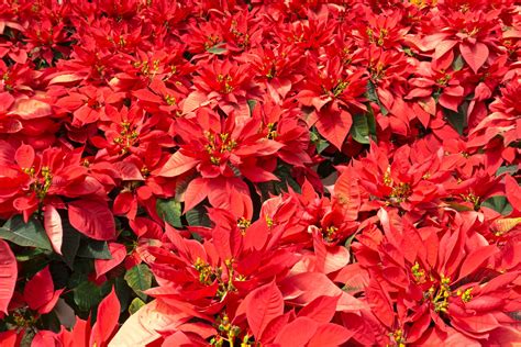 Poinsettia Fun Facts, Tips and Myths