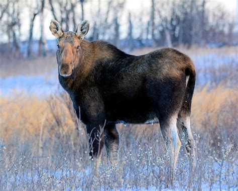 View North Dakota's Wondrous Wildlife | Official North Dakota Travel ...