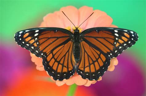 Viceroy Butterfly A Mimic Photograph by Darrell Gulin - Pixels