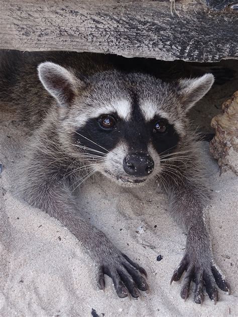 Cozumel raccoon (Procyon pygmaeus) - ZooChat