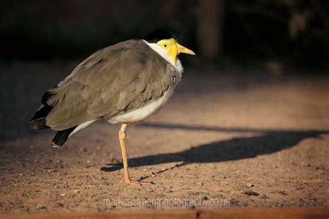 Masked Plover | Animals wild, Wild animals pictures, Plover