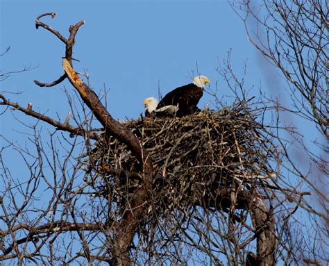 Two birds in the bush is worth...up to three eaglets! - Natural Lands