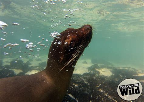 galapagos sea lion underwater | Everywhere Wild