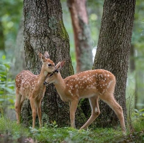 The Beauty of Wildlife | Deer photography, Animals beautiful, Pretty animals