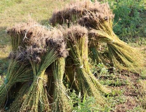 Learn about flax's role in the history of art at Ag Progress Days ...