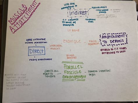 Pin by Ashley Toribio on Anatomy concept maps | Concept map, Map, Directions