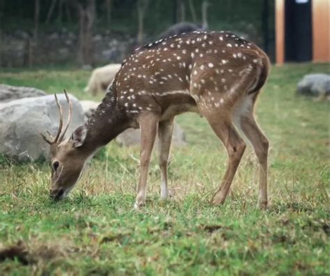 Rekomendasi Wisata Bandung, Cek Harga Tiket Lembang Park & Zoo dan Berbagai Macam Wahananya ...