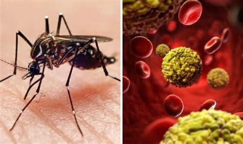 Dengue fever vaccine: Is there a vaccine? What does this mean for coronavirus? | Express.co.uk