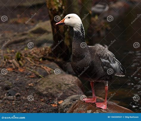 Lesser Snow Goose, Blue Morph. Stock Image - Image of bird, white: 134320551