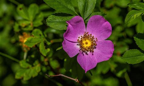 8 Types Of Beautiful Purple Roses - A-Z Animals