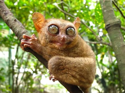 Tarsiers | Tarsier Facts | Philippine | Monkey