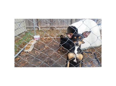 Black And Tan Rat Terrier Puppies For Sale Memphis - Puppies for Sale Near Me