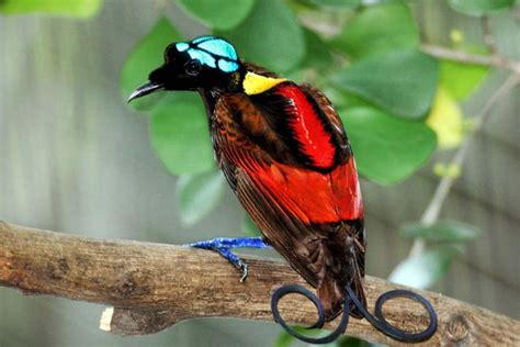 Types of Birds-of-Paradise Species - List With Photos