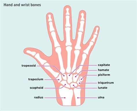 Ossa del polso: anatomia, funzione e lesioni - Uno stile di vita sano