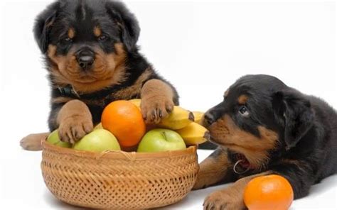 Best Dog Food for Rottweilers - BarkForce