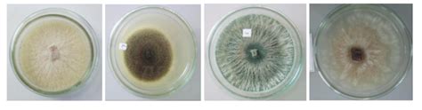 Some isolated endophytic fungi | Download Scientific Diagram