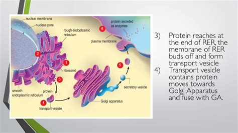 Extracellular Enzymes