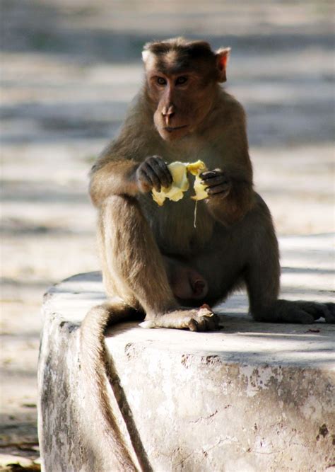 Free photo "Monkey Eating"