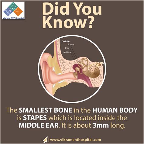 The stapes is one of the ossicles found in the middle ear. It is the smallest & lightest #bone ...