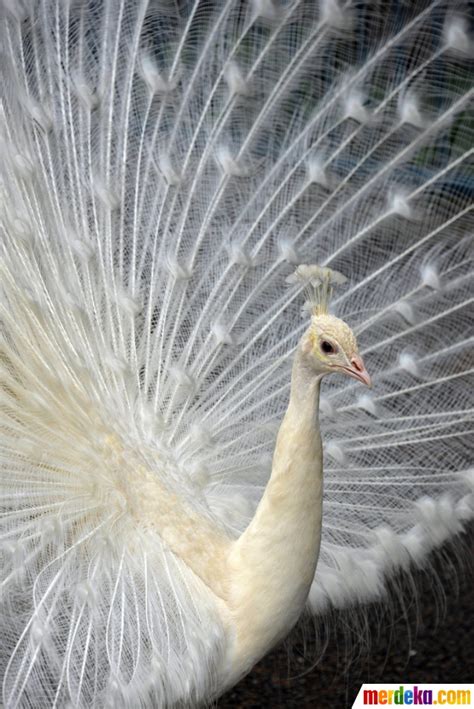 Foto : Cantiknya burung merak putih di kebun binatang Nogeyama| merdeka.com