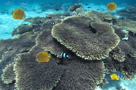 Coral Reef - South Ari Atoll - Maldives Stock Image - Image of tropics ...