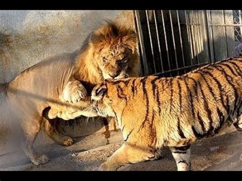 Tiger vs Lion, Real Fight Of Lion And Tiger. - YouTube