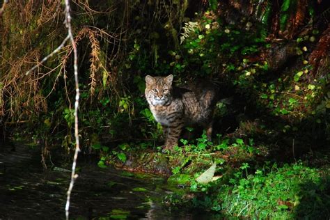 Bobcat Colors | What Colors are Bobcats? | Assorted Animals