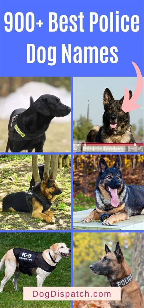 900+ Best Police Dog Names (2022 Updated) - Dog Dispatch