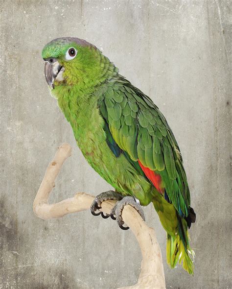 Blue Crowned Mealy Amazon Parrot #2 Photograph by Lee Feldstein - Fine Art America