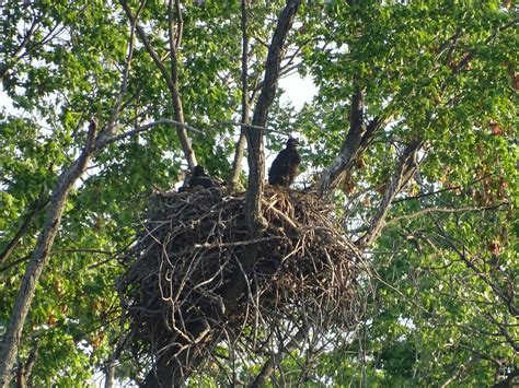 2021 Bald Eagle Nesting Updates - 1000 Islands Environmental Center