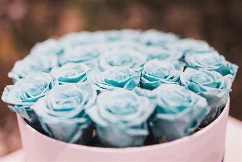 Free Images : blue, turquoise, aqua, garden roses, flower, teal, rose family, icing, plant ...