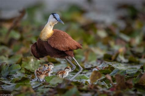 Charl-Stols-Sheltered-male-African-jacana- Africa Geographic