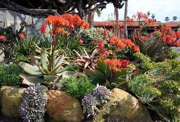 FLORIDA SUCCULENTS LIKE IT HIGH AND DRY. - ArtisTree ArtisTree