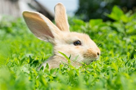 Treating Ear Mites in Rabbit Ears | ThriftyFun