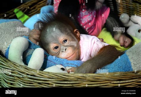 young baby of Orangutan sleeping at the zoo in Thailand Stock Photo - Alamy