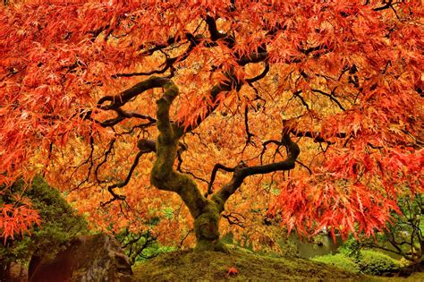 How To Grow And Care For Japanese Maples According To Agustin Coello-Vera | Horticulture Magazine