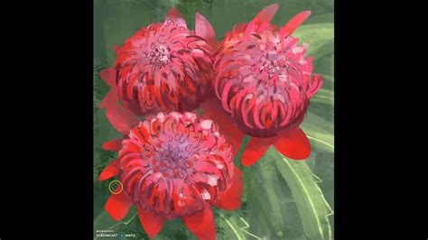 Waratah Flower TIMELAPSE Painting by Najin Illustrative Design - YouTube