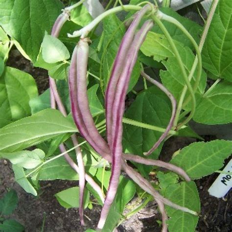 Buy Horse Gram (Dolichos Biflorus) 30+ seeds online :: Seeds ...