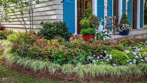 Blush Pink™ Nandina - Southern Living Plants