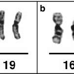 A representative G-banded partial karyotype of chromosomes 16 and 19 ...