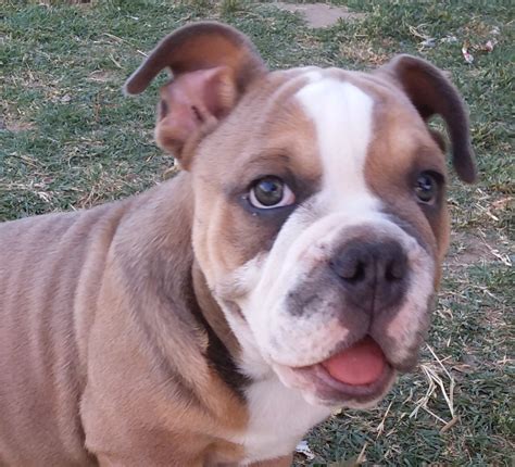 English Bulldog Puppies For Sale | Norco, CA #292165